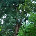 A Nemzeti Fenntartható Fejlődési Tanács az alaptörvényről, a vidékfejlesztési és az energiastratégiáról