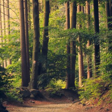 Védett természeti területen is lehetővé vált a tarvágás – a veszélyhelyzet idejére és hatósági kontrollal!
