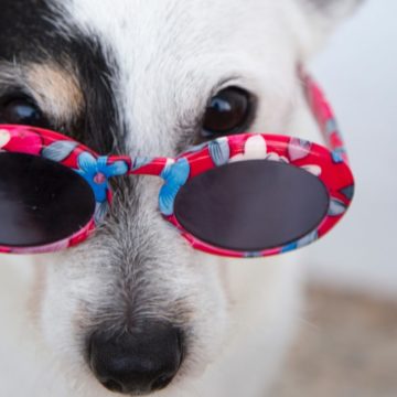 Mire figyeljünk, ha házi kedvencünkkel szeretnénk külföldön nyaralni? – A legfontosabb tudnivalók!