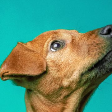 Minősíthető-e birtokháborító vagy állatkínzó eszköznek az ugatásgátló készülék és a vadriasztó? – A jegyzői hatáskörben indított eljárások tapasztalatai – Szakértői összefoglaló!