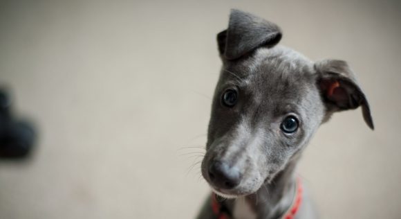 Négylábú segítők a Központi Nyomozó Főügyészségen – Hogyan támogatják a kutyák az ügyészi munkát?