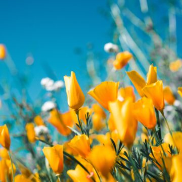 A nő: tetőtől talpig élet – A Legfőbb Ügyészség nőnapi, szívet melengető kisfilmje