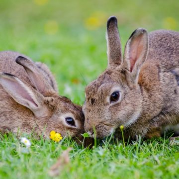 Állatot tartani húsvétkor is nagy felelősség, ne hozzunk meggondolatlan döntést! – Az állattartás írott és íratlan szabályai