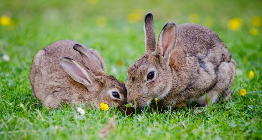 Állatot tartani húsvétkor is nagy felelősség, ne hozzunk meggondolatlan döntést! – Az állattartás írott és íratlan szabályai