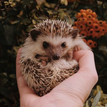 Akár súlyos jogkövetkezményekkel is járhat a bajba jutott vadállatok önkéntes mentése! – Mit tegyünk, ha segíteni szeretnénk? – Figyelemfelhívás!