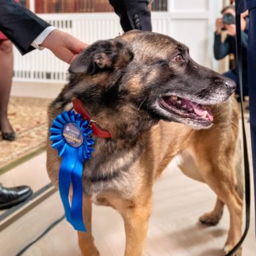 Megválasztották az Év Állavédő Jogászait, Rendőreit és Polgárőreit – Idén két rendőrkutya is díjban részesült az Igazságügyi Minisztériumban! Megválasztották az Év Állavédő Jogászait, Rendőreit és Polgárőreit – Idén két rendőrkutya is díjban részesült az Igazságügyi Minisztériumban!
