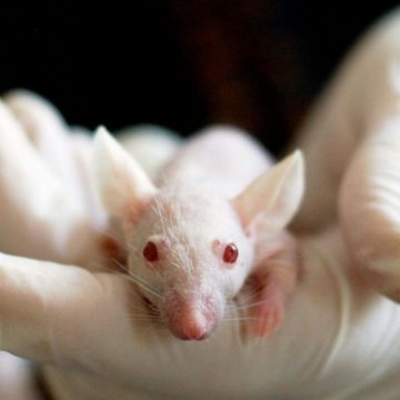 Mi számít állatkísérletnek 2026-ban? – A tudomány, a jog és az etika találkozása – A Némák védelmezői podcast legújabb epizódja tévhiteket oszlat!