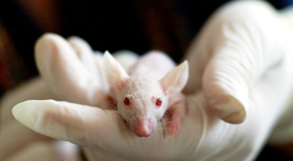 Mi számít állatkísérletnek 2026-ban? – A tudomány, a jog és az etika találkozása – A Némák védelmezői podcast legújabb epizódja tévhiteket oszlat!