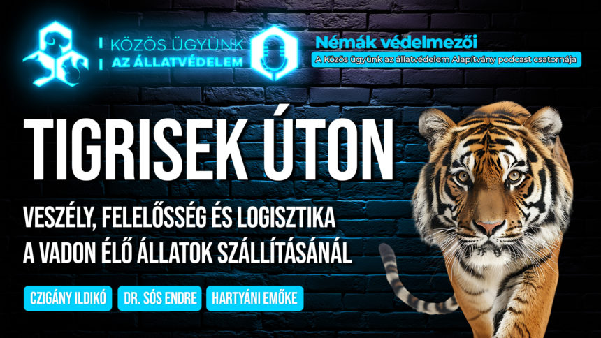 Tigrisek úton – Veszély, felelősség és logisztika a vadon élő állatok szállításánál – Jogi feltételek, ejárások és engedélyek – kérdések és szakértői válaszok a Némák védelmezői podcastban – ITT meghallgatható! Tigrisek úton – Veszély, felelősség és logisztika a vadon élő állatok szállításánál – Jogi feltételek, ejárások és engedélyek – kérdések és szakértői válaszok a Némák védelmezői podcastban – ITT meghallgatható!
