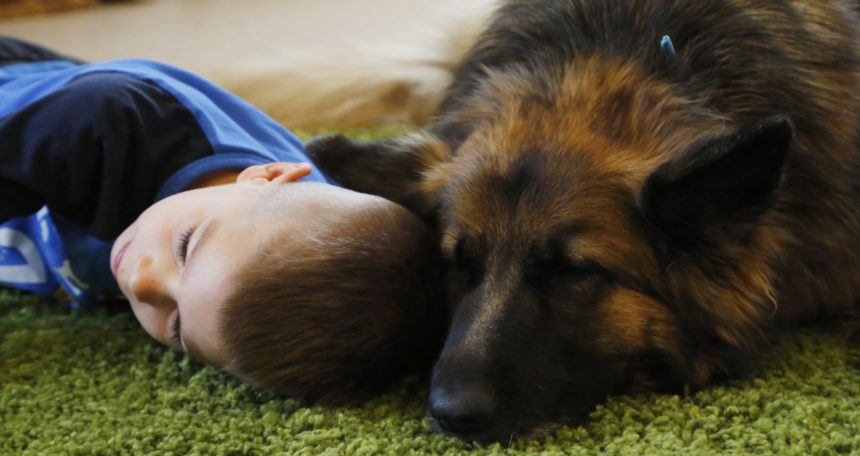 Társak a bajban – Terápiás kutyák az áldozatsegítés szolgálatában – Hiánypótló együttműködés indult 2025 őszén – A Némák védelmezői podcast legújabb epizódja ITT meghallgatható!